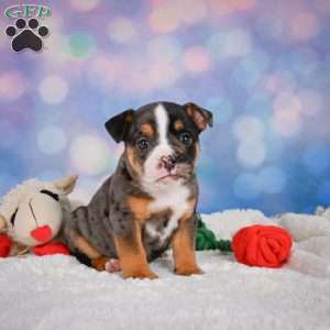 Mia, Miniature Bulldog Puppy